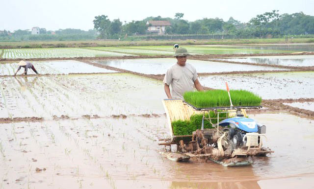 Nhiều địa phương cơ bản hoàn thành gieo cấy lúa Đông Xuân
